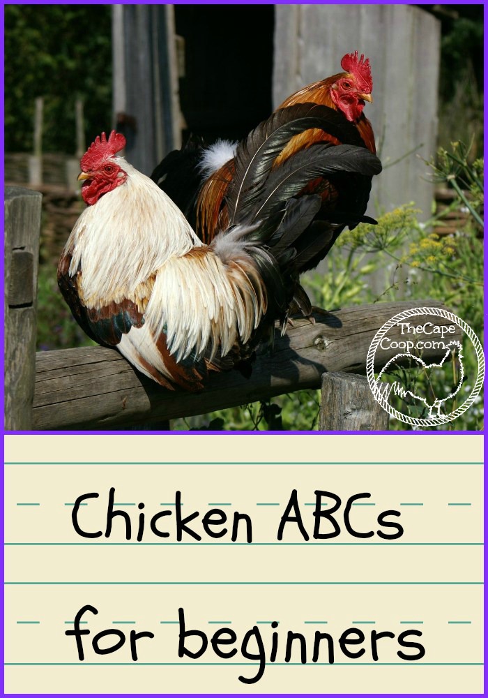 Chicken Terms for Beginners
