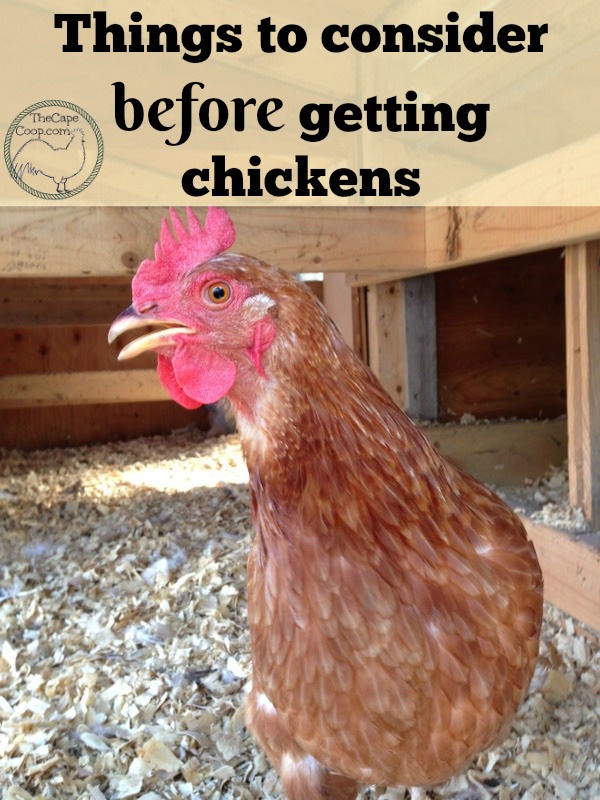 Things to consider before getting chickens