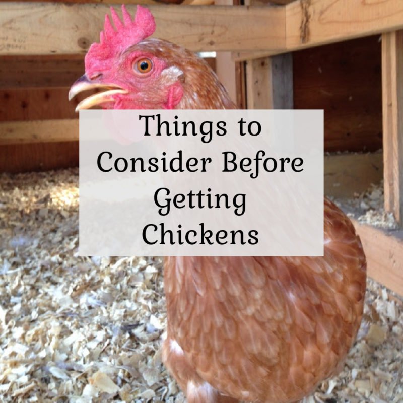 Things to Consider Before Getting Chickens