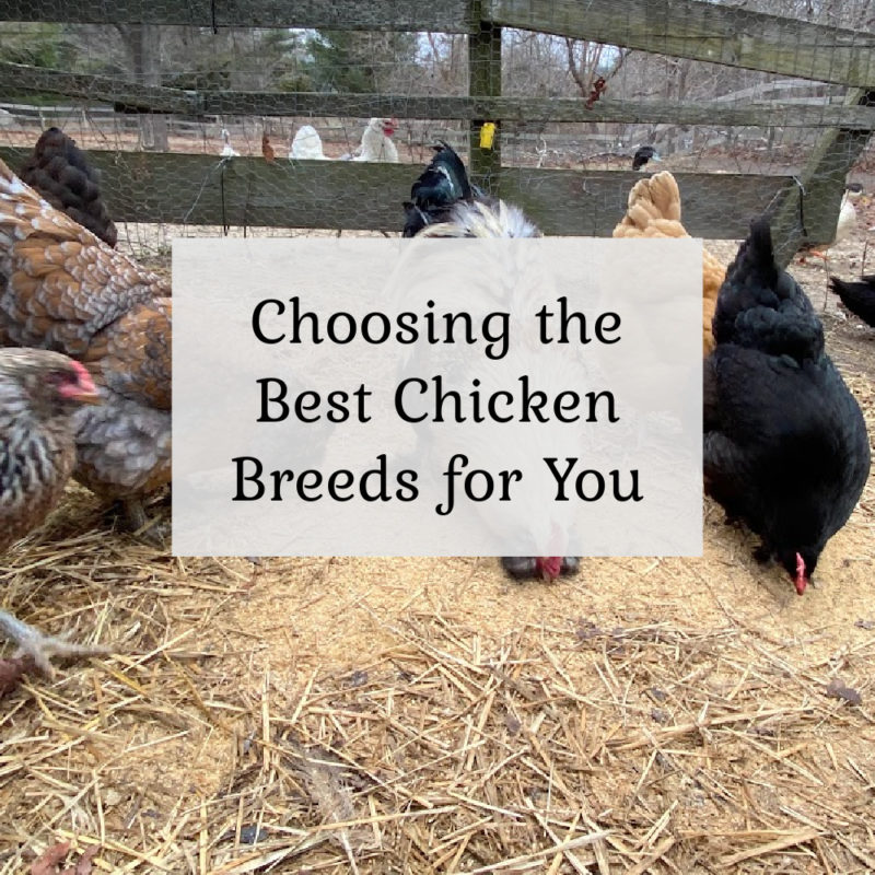 Selecting the Right Chicken Breeds for You