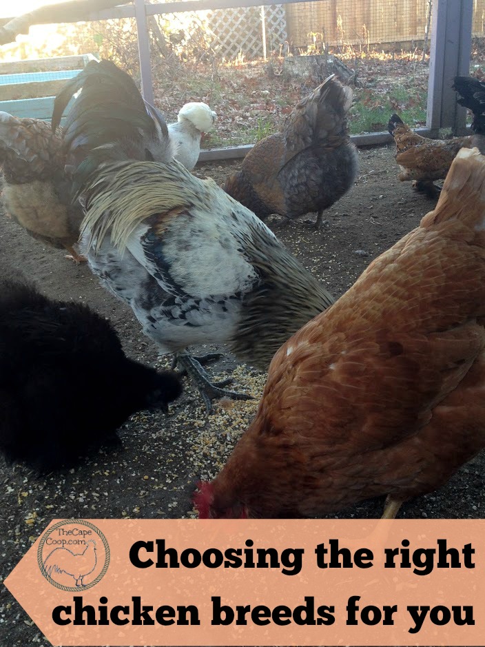 Choosing the right chicken breed for you