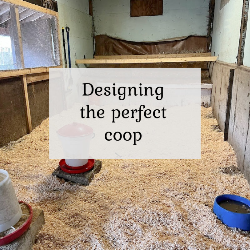 Designing the perfect coop