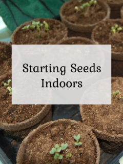 Starting Seeds Indoors