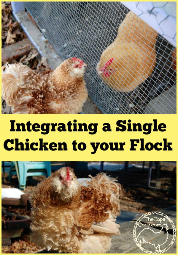 Integrating a Single Chicken to Your Flock
