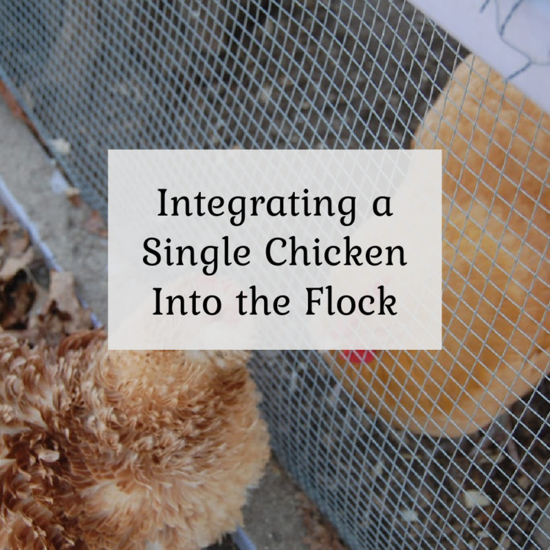 Integrating a Single Chicken Into the Flock