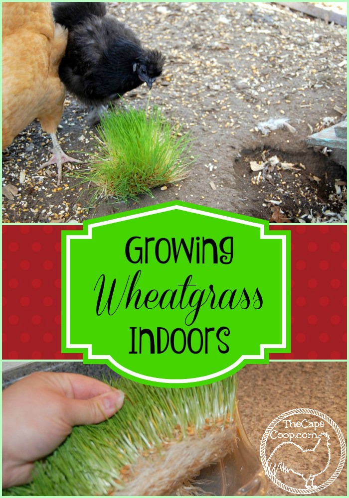 Growing wheat grass indoors