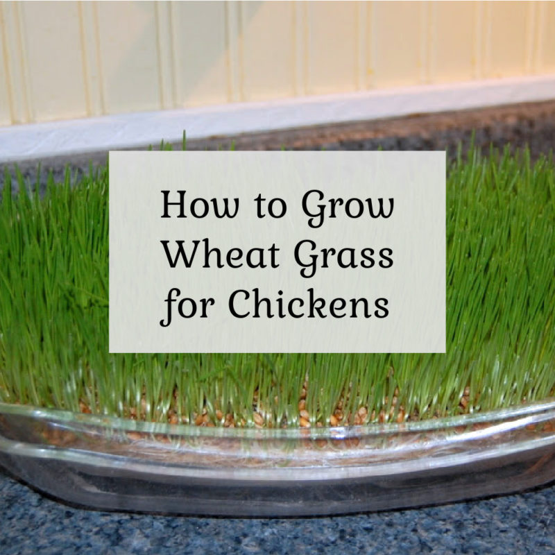 How to Grow Wheat Grass for Chickens