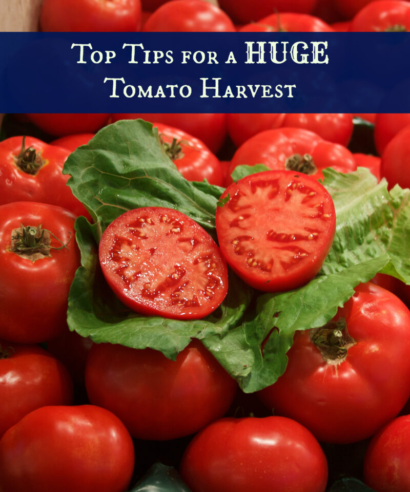 Top Tips for Huge Tomato Harvest!