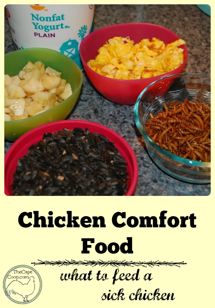 Chicken Comfort Food - what to feed a sick chicken