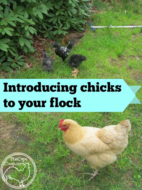 Introducing chicks to the flock