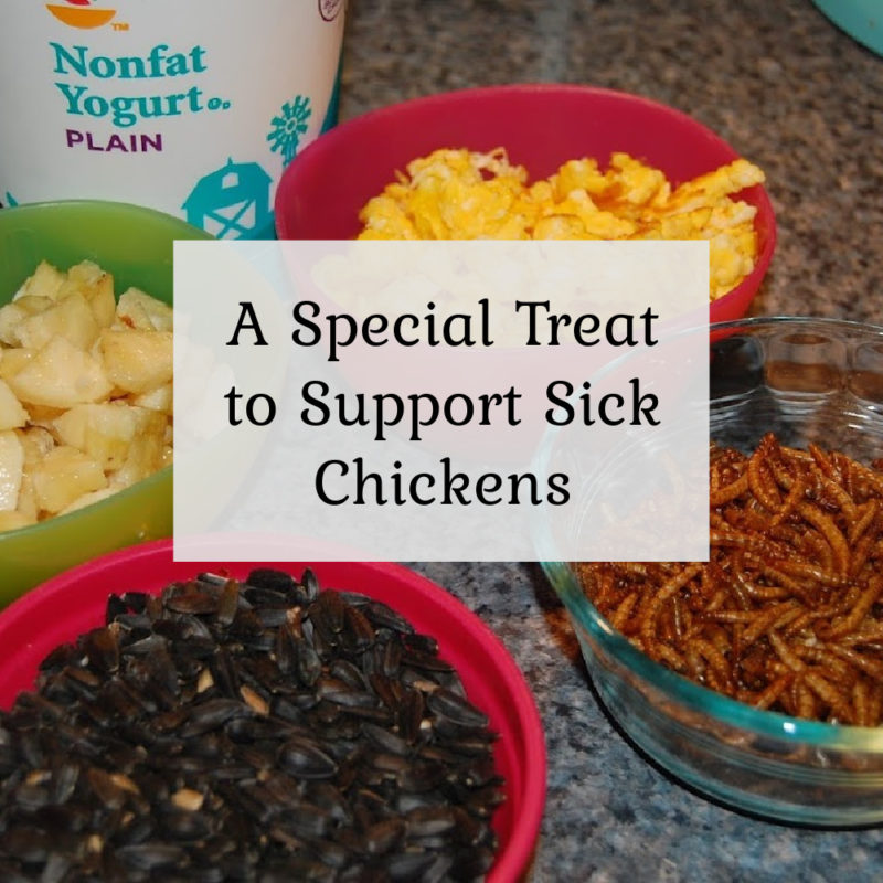 A Special Treat to Support Sick Chickens