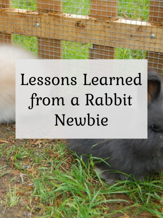 Lessons learned from a rabbit newbie
