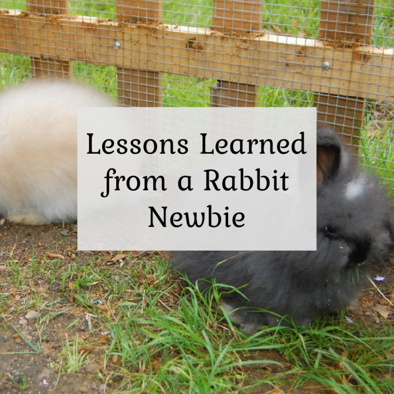 Lessons Learned from a Rabbit Newbie