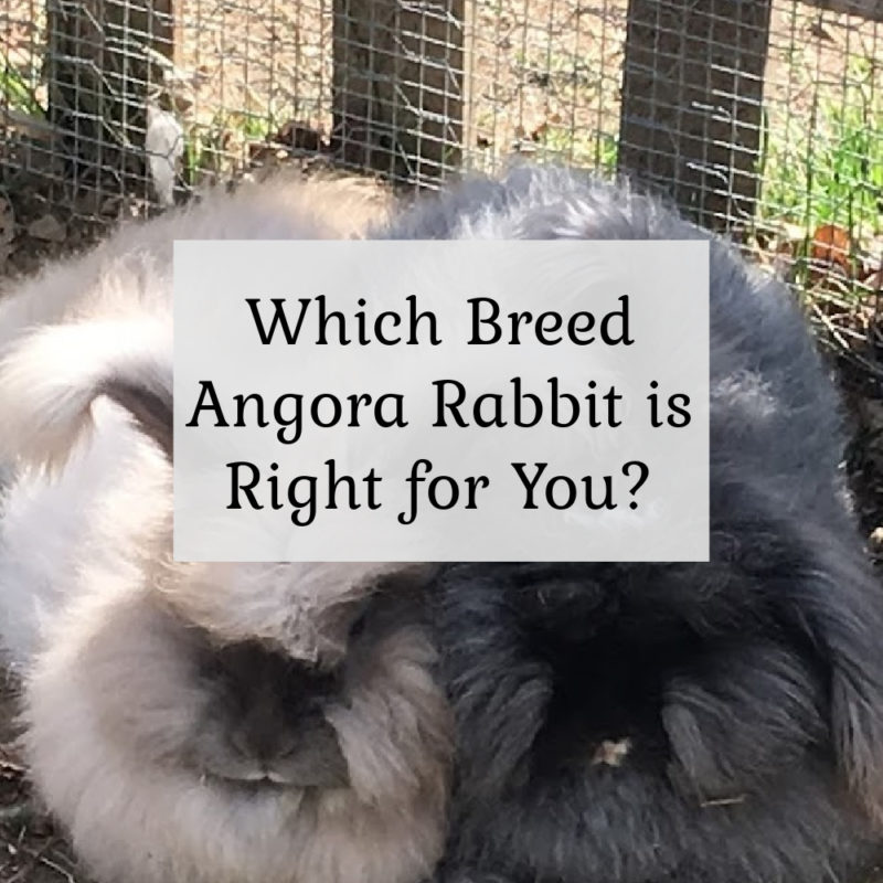 Which breed angor rabbit is right for you