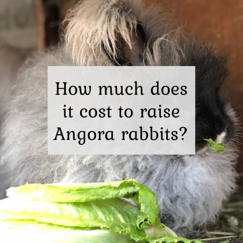 How much does it cost to raise angora rabbits