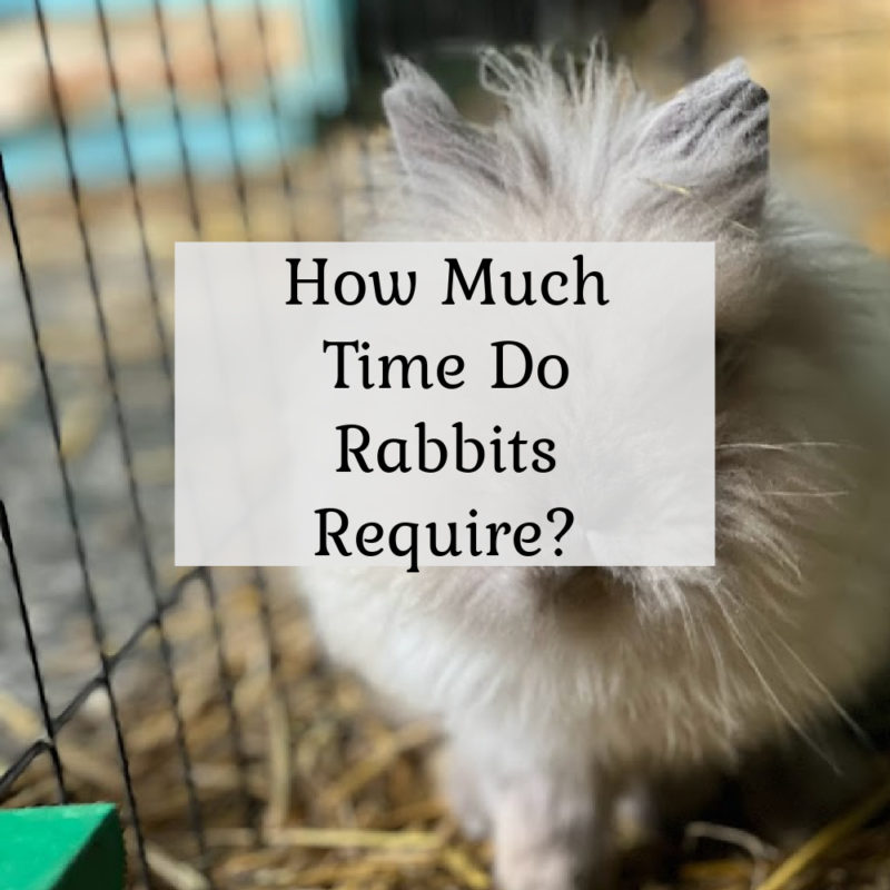 How much time do rabbits require?  Basic rabbit keeping chores