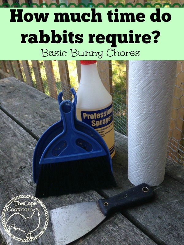 How much time do rabbits require?
