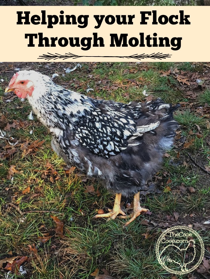 Helping Your Flock Through Molting