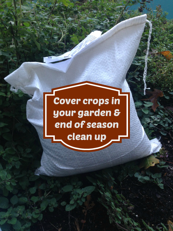 End of Season Clean Up & Cover Crops in your Garden