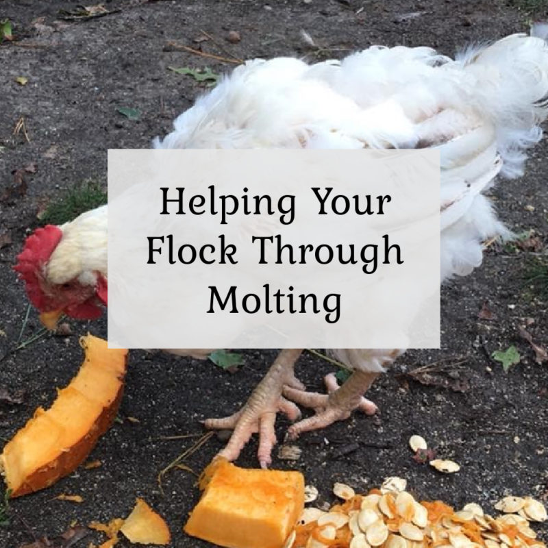 Helping your Flock Through Molting