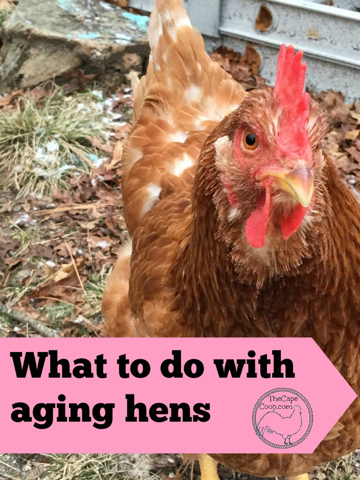 What to do with aging hens
