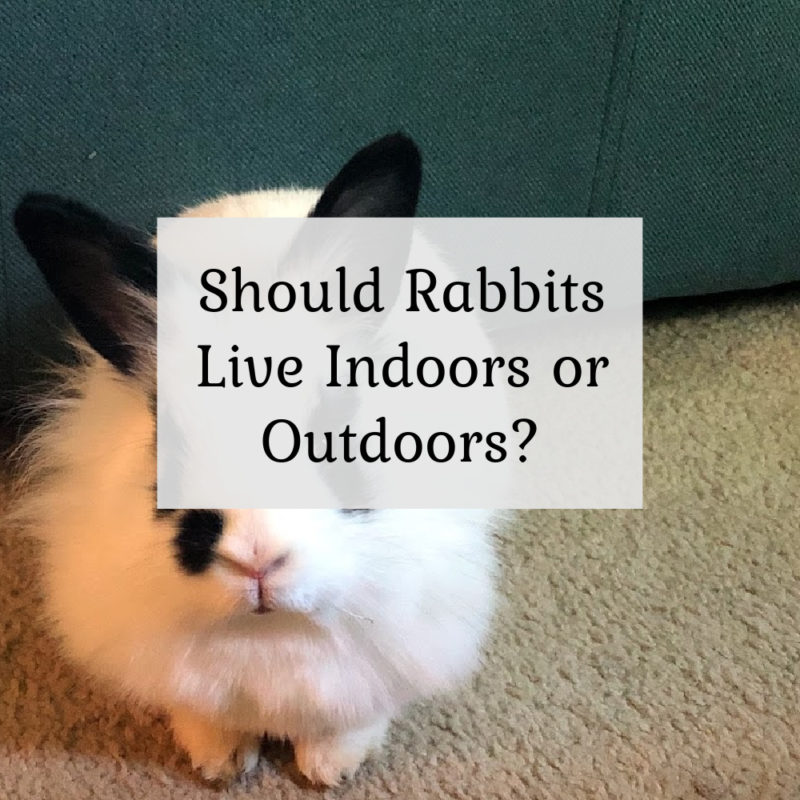 Should Rabbits live indoors or outdoors