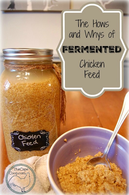 The Hows and Whys of Fermented Feed