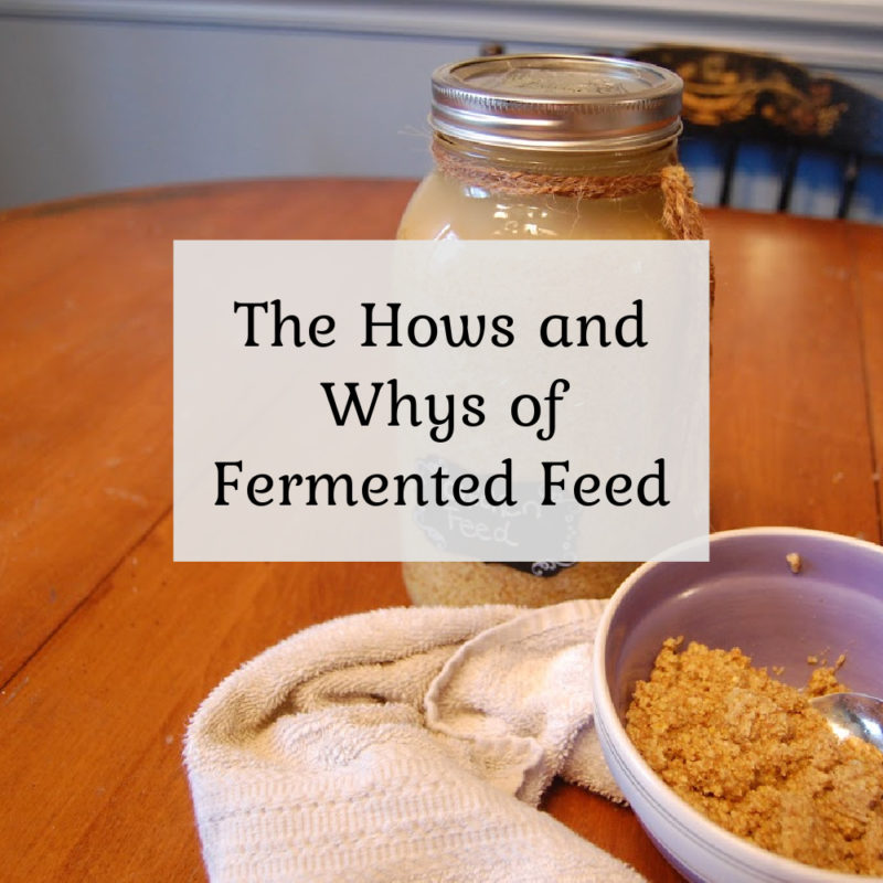 The Hows & Whys of Fermented Chicken Feed