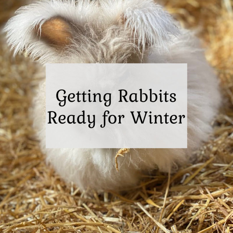 Getting Rabbits Ready for Winter