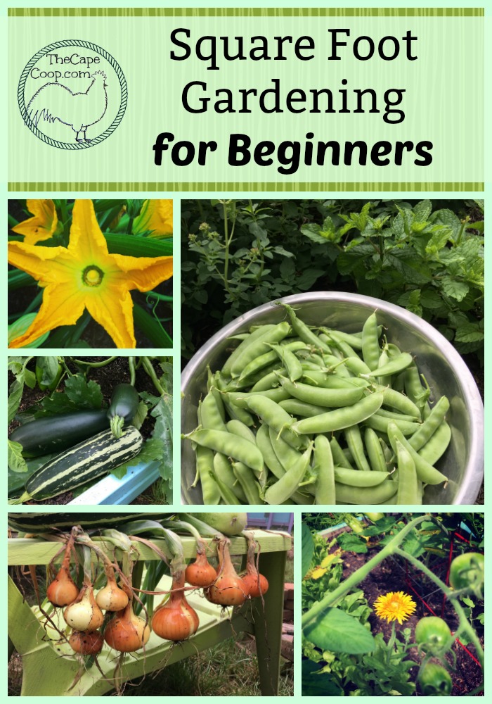 Beginners Guide to Square Foot Gardening