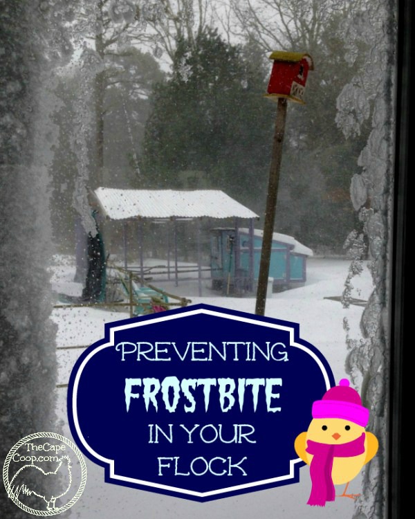 Preventing Frostbite in Your Flock