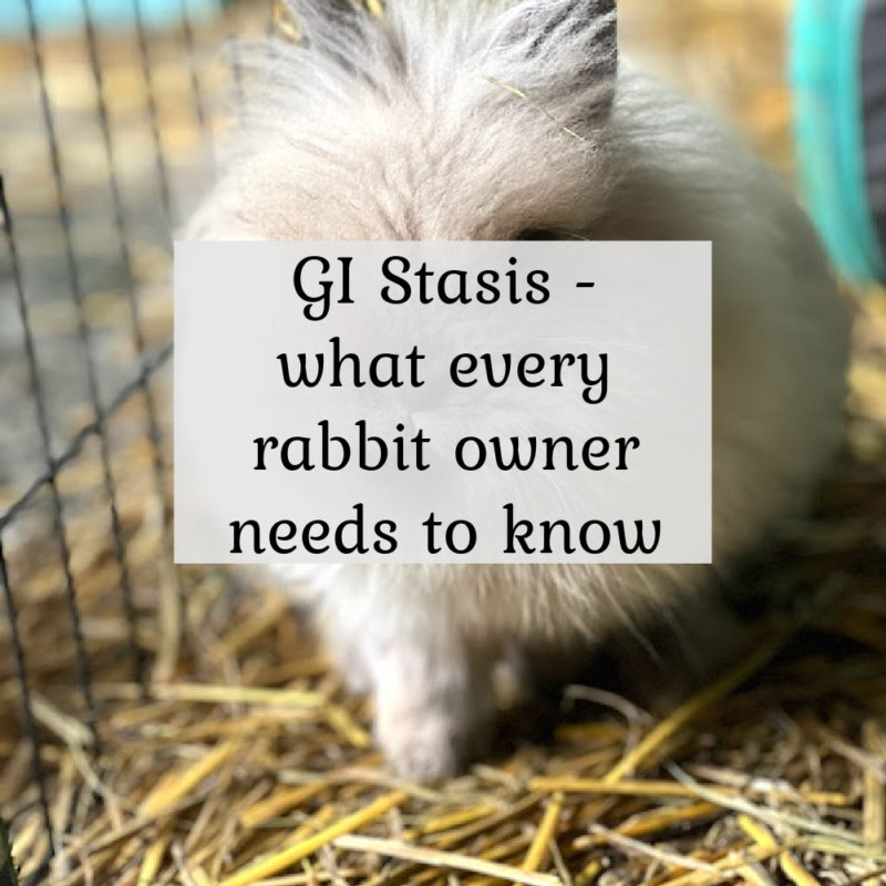 GI Stasis what every rabbit owner needs to know