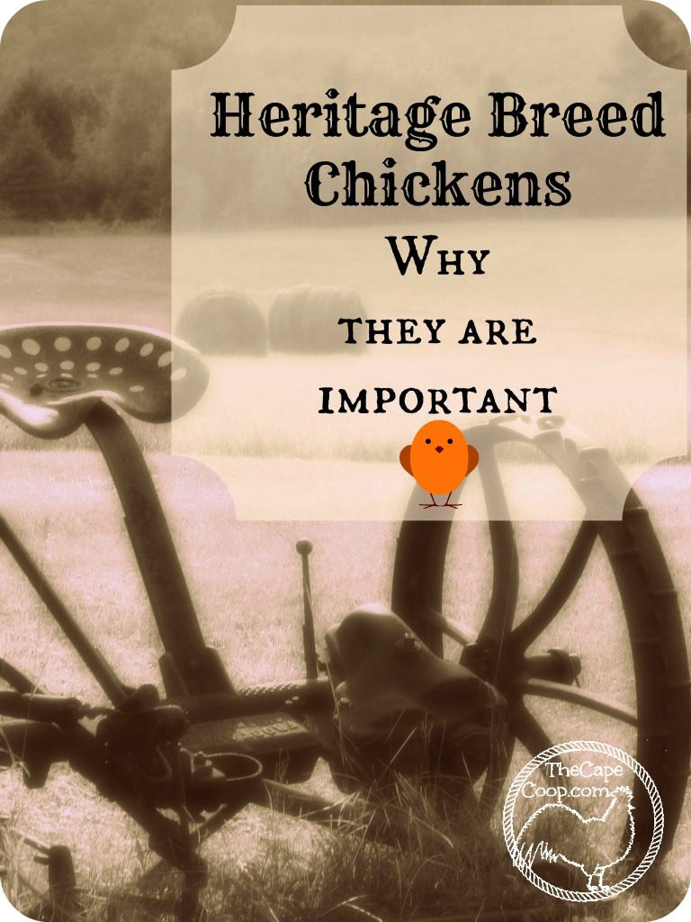 Heritage Breed Chickens