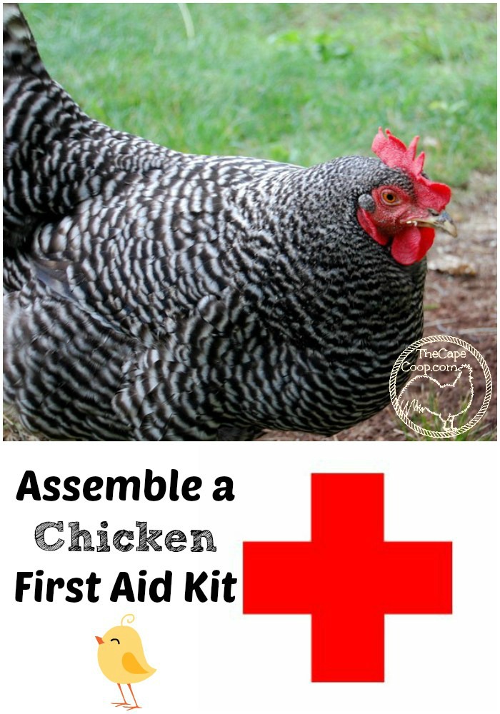 Assemble a chicken first aid kit