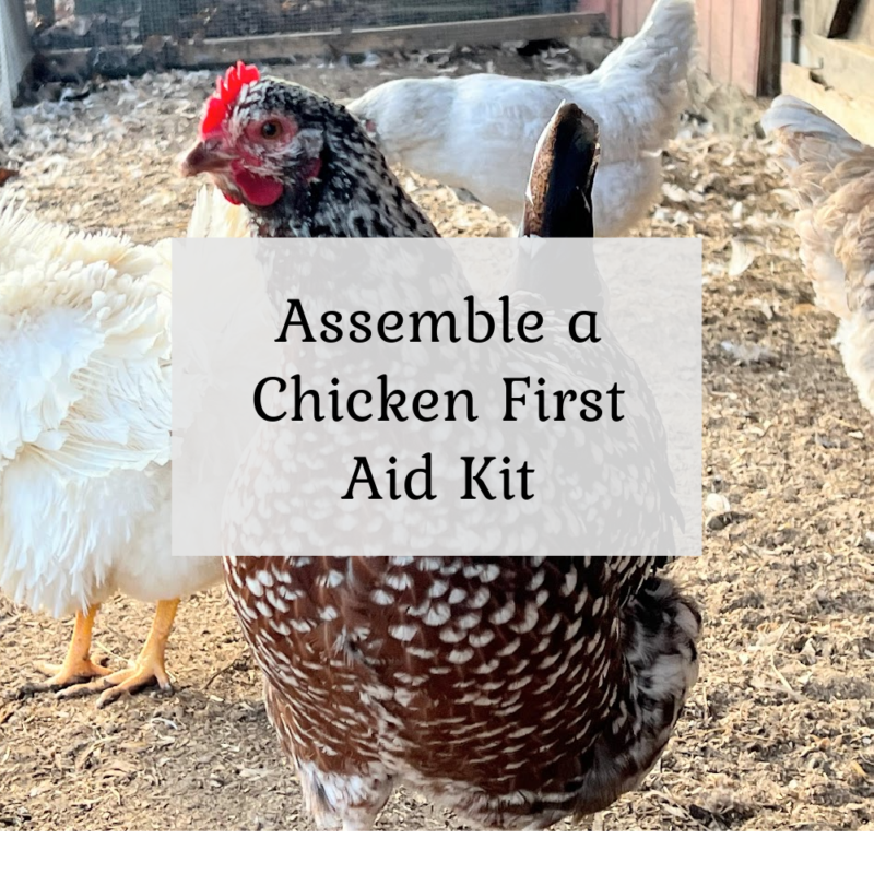 Assemble a Chicken First Aid Kit