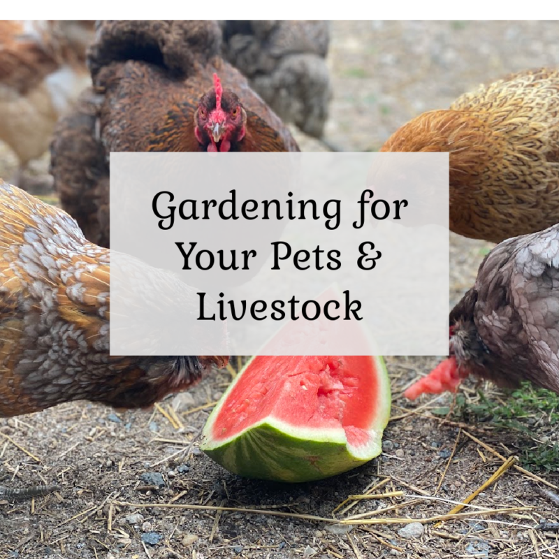 Gardening for your pets & livestock