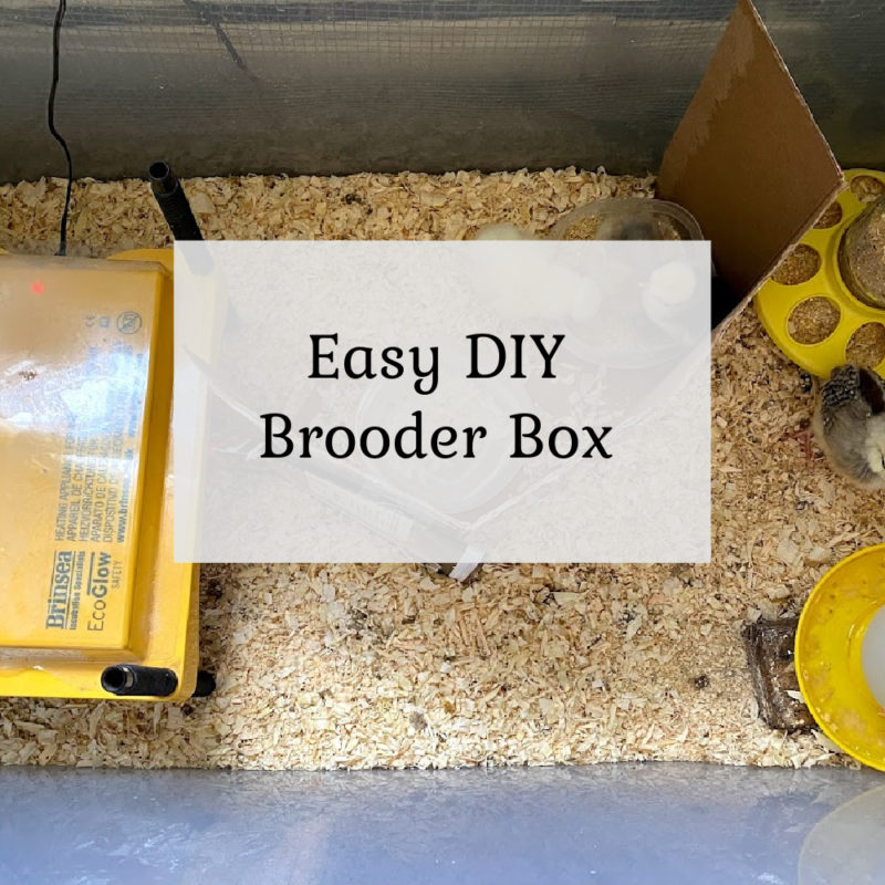 DIY Brooder Box