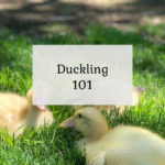 Duckling 101