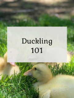 Duckling 101