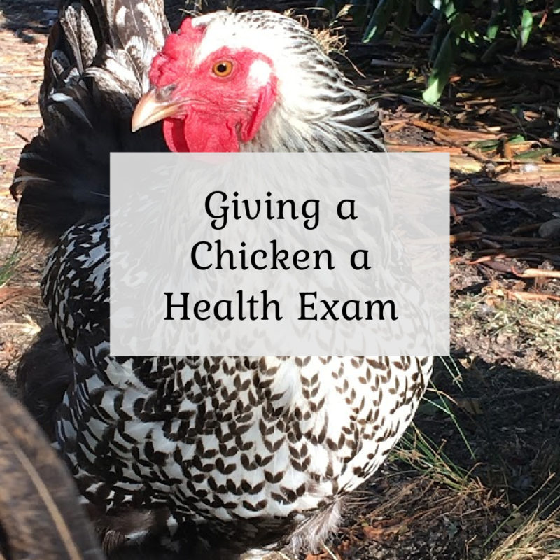Giving a Chicken a Health Exam