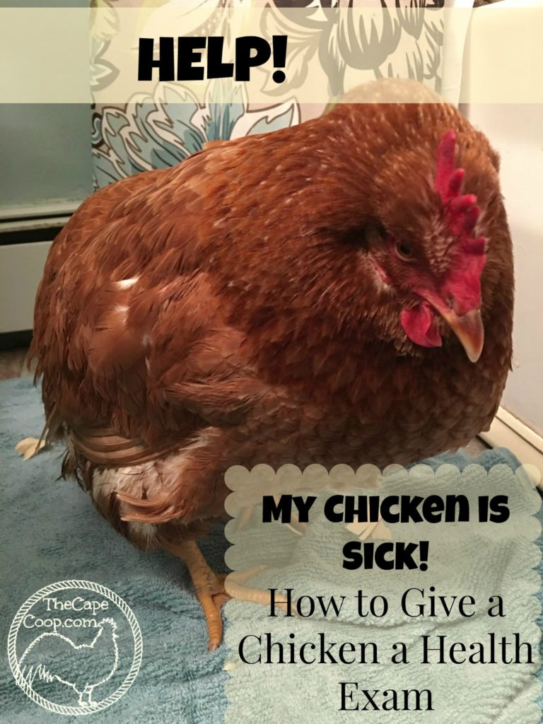 How to Give a Chicken a Health Exam