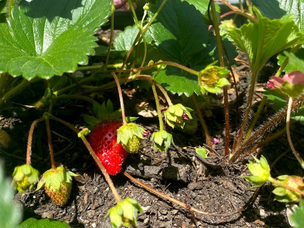 strawberries

