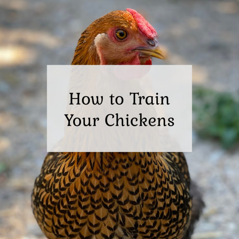 How to Train Your Chicken