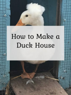 How to make a duck house