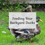 Feeding your backyard ducks