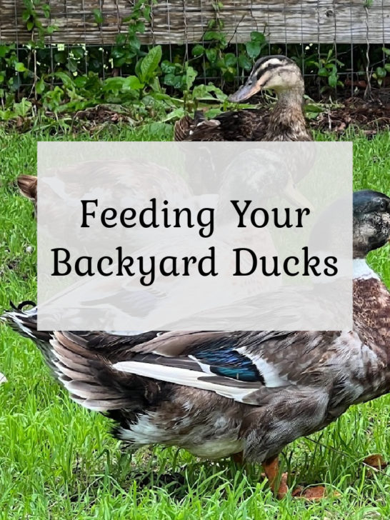 Feeding your Backyard Ducks