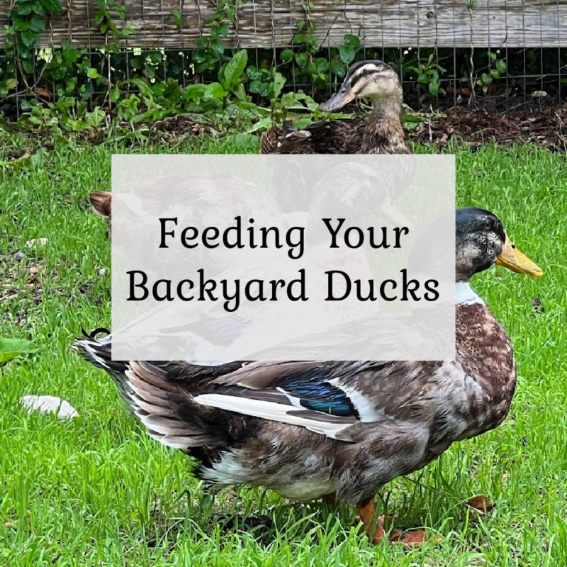 Feeding your backyard ducks