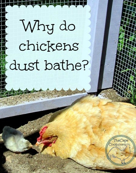 Why do chickens dust bathe?