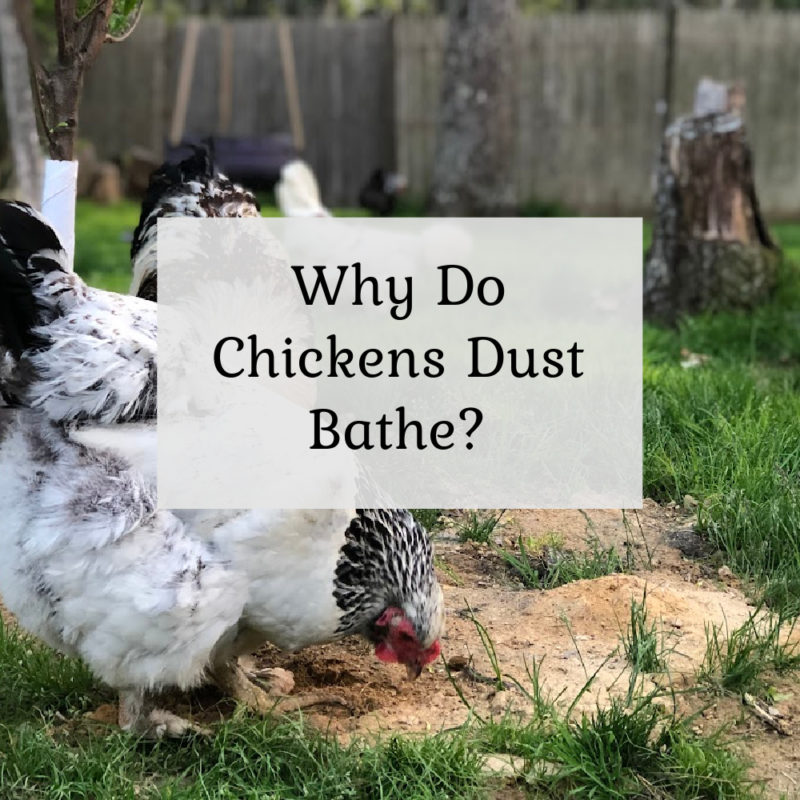 Why Do Chickens Dust Bathe?