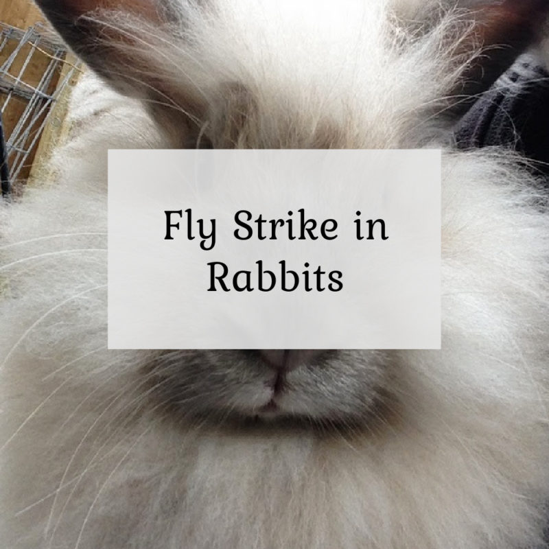 Fly strike in rabbits